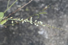 Desmodium gangeticum